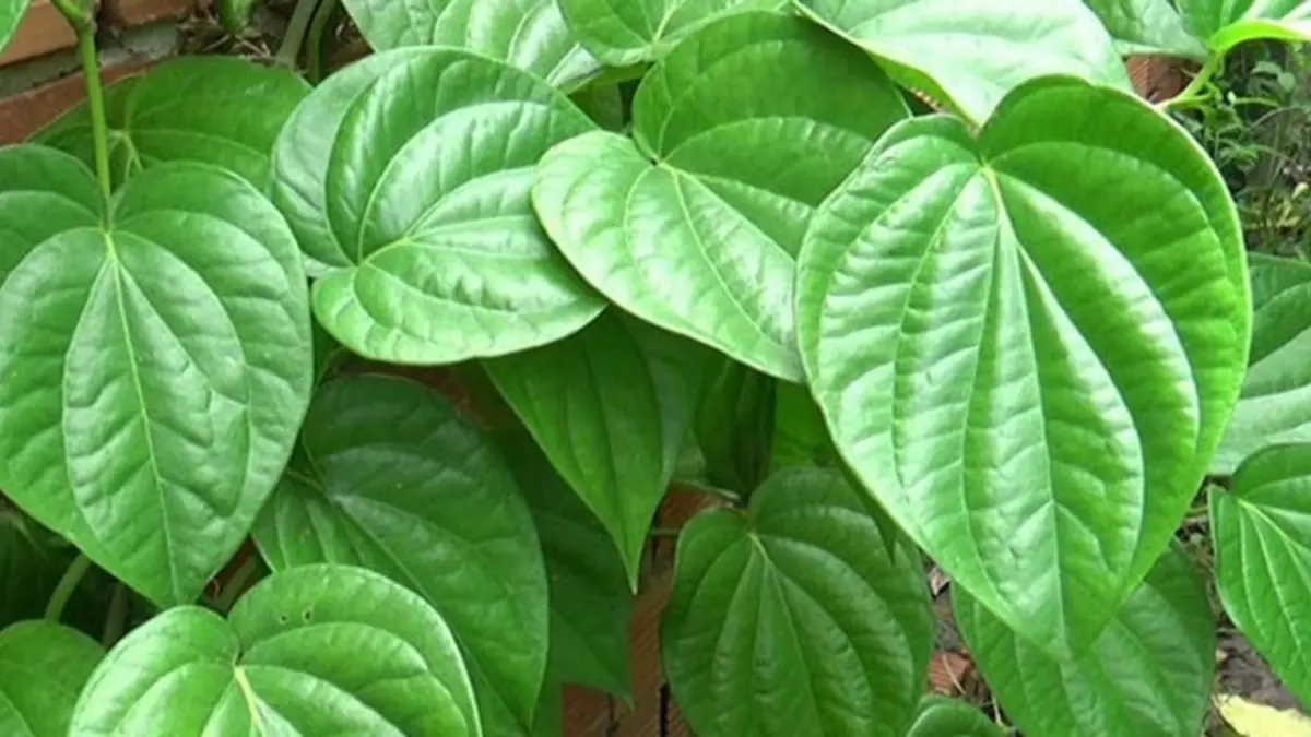 Betel Leaf Treatment for Rough Toenails