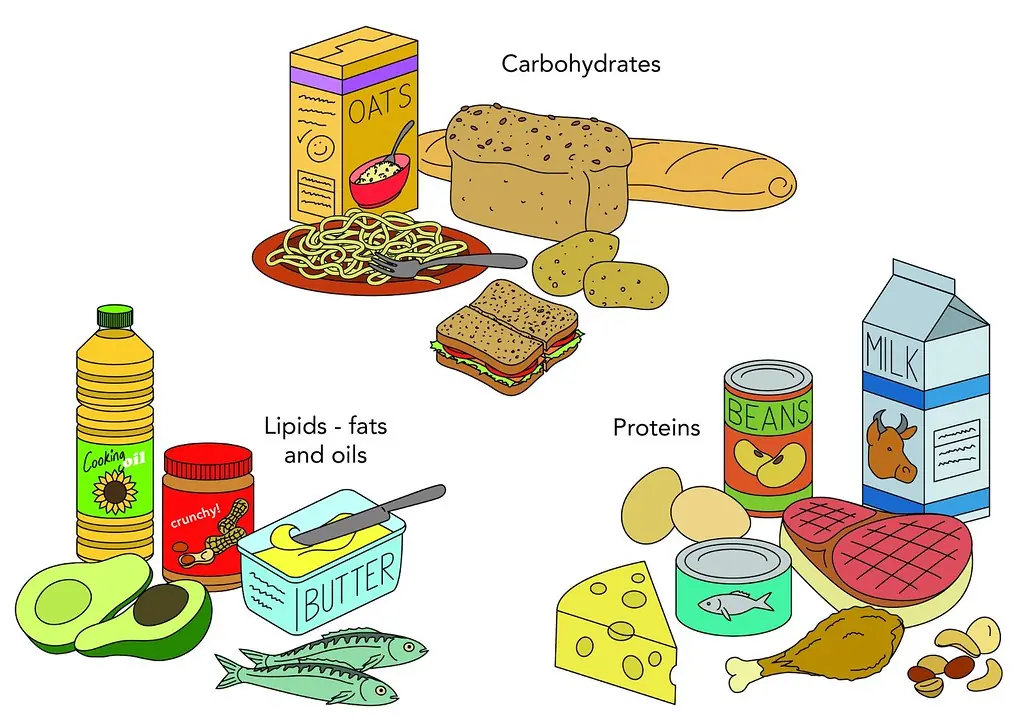 Carbohydrate & Protein