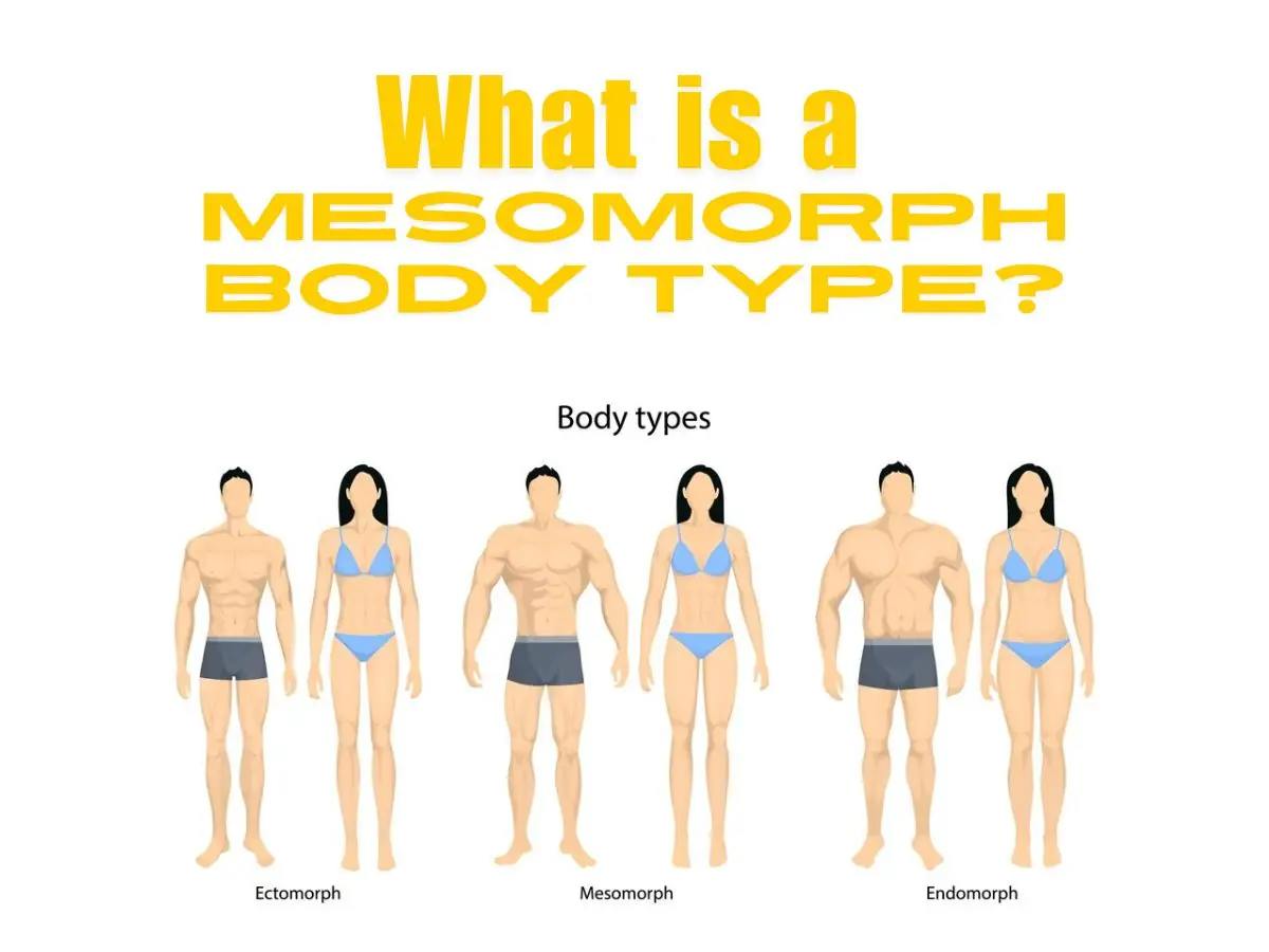 What Is A Mesomorph Body Type